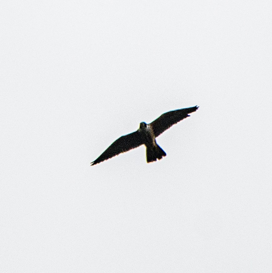 Эгэл шонхор - ML640902439
