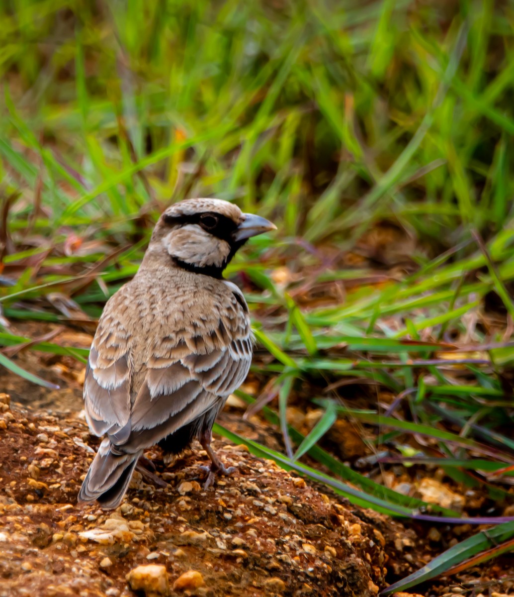 Ashy-crowned Sparrow-Lark - ML640902452