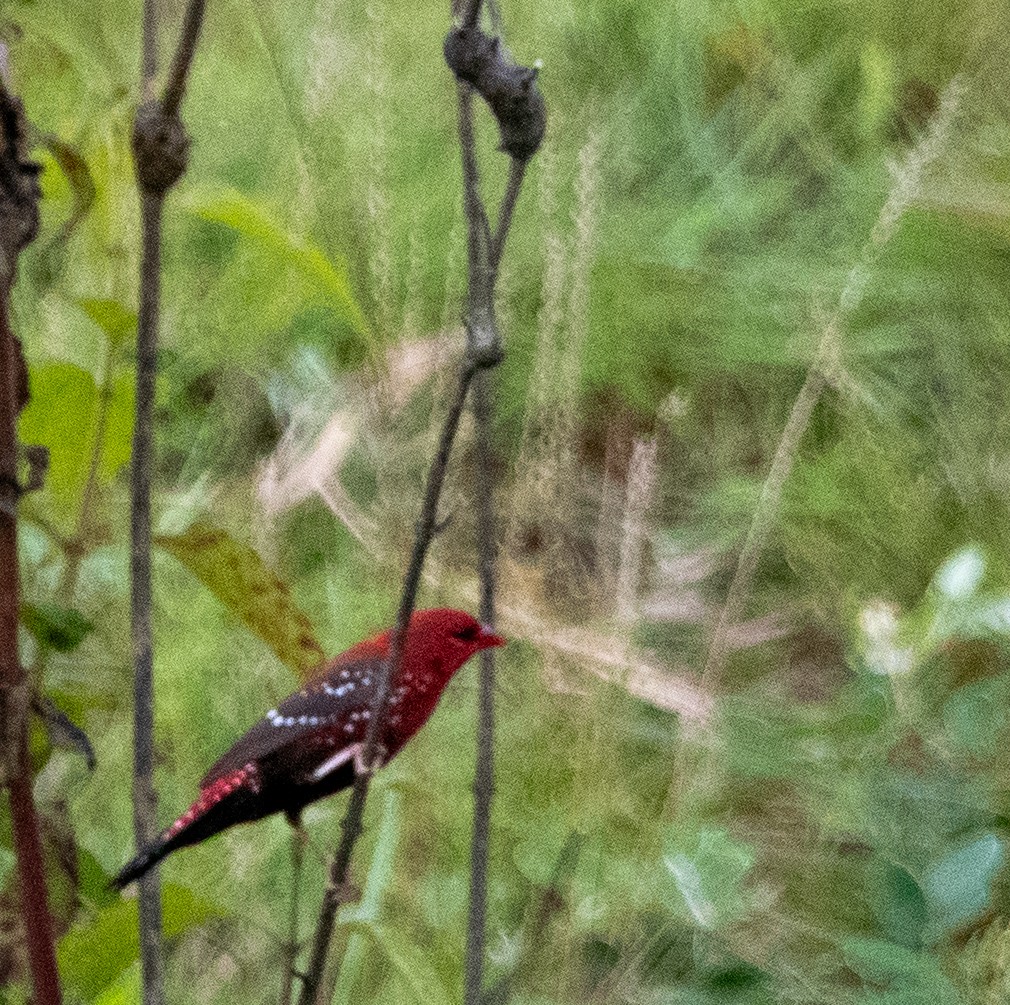 Red Avadavat - ML640902457
