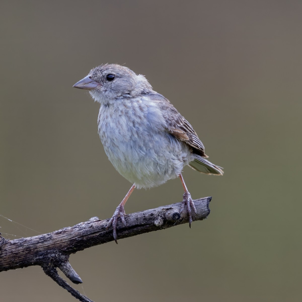 Ash-breasted Sierra Finch - ML640902463