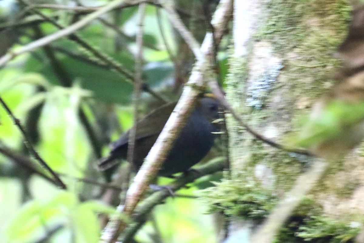 Wrenthrush - ML640902465