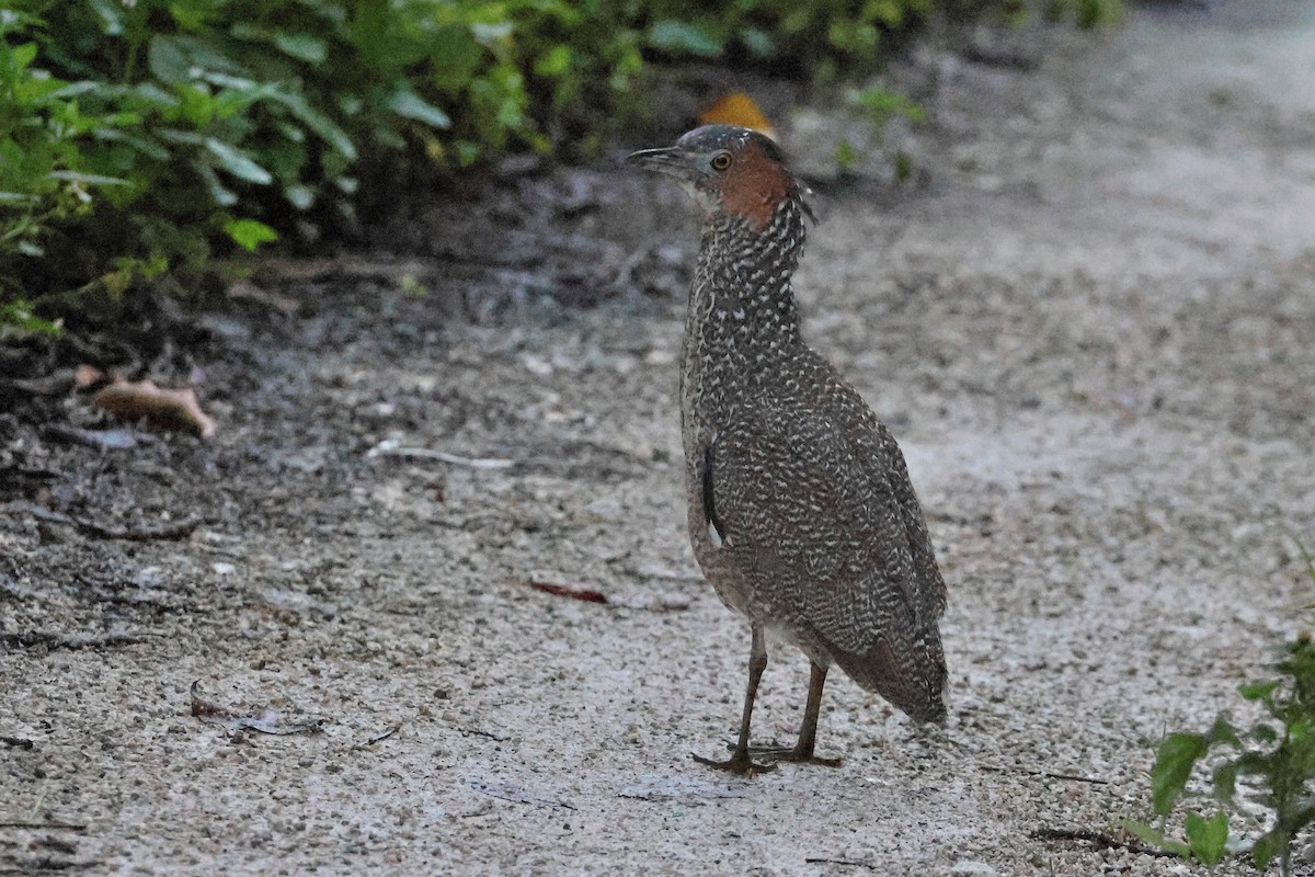 Malayan Night Heron - ML640902484