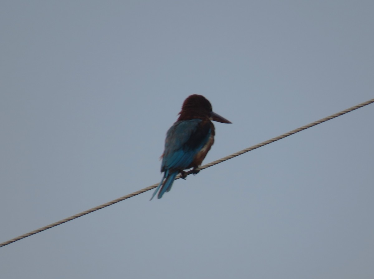 White-throated Kingfisher - ML640902488