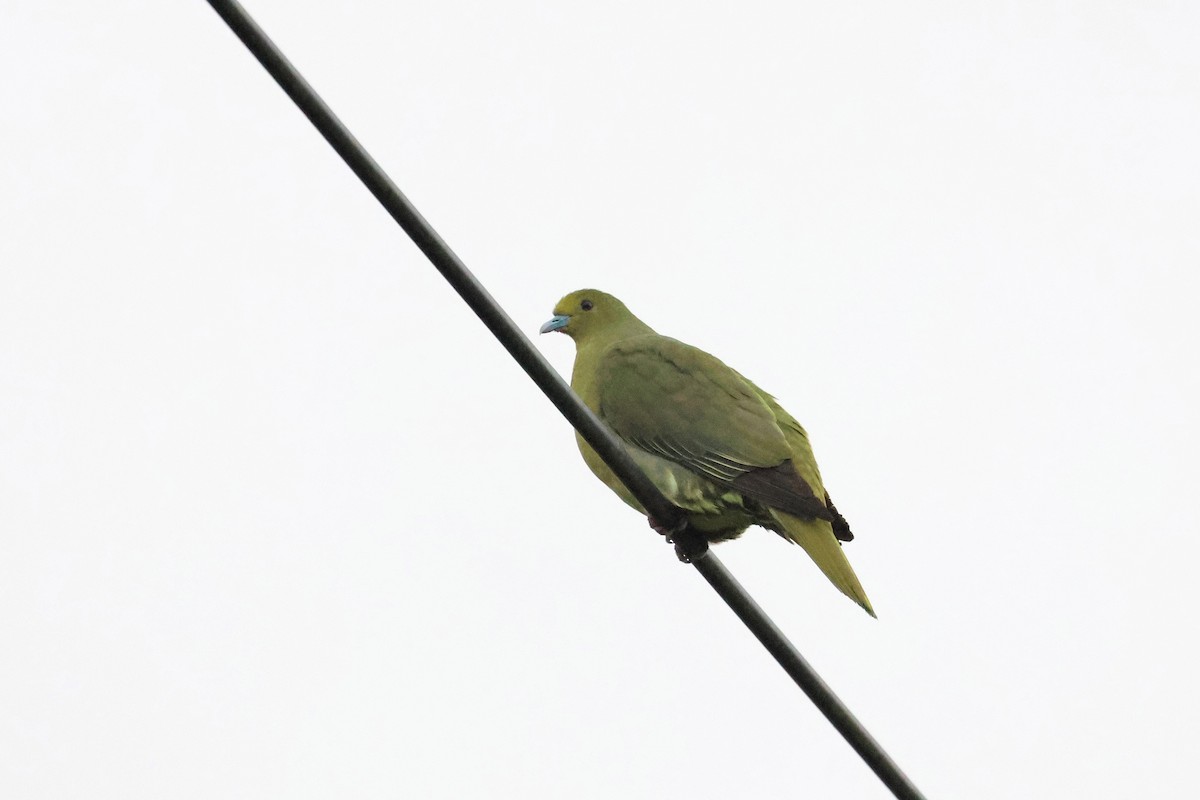Whistling Green-Pigeon - ML640902502
