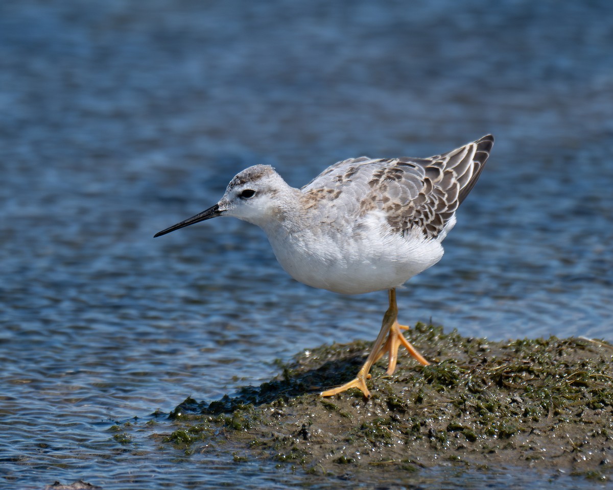 lyskonoh dlouhozobý - ML640902520