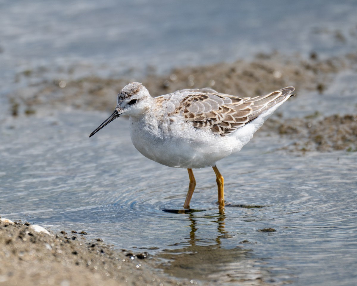 lyskonoh dlouhozobý - ML640902521