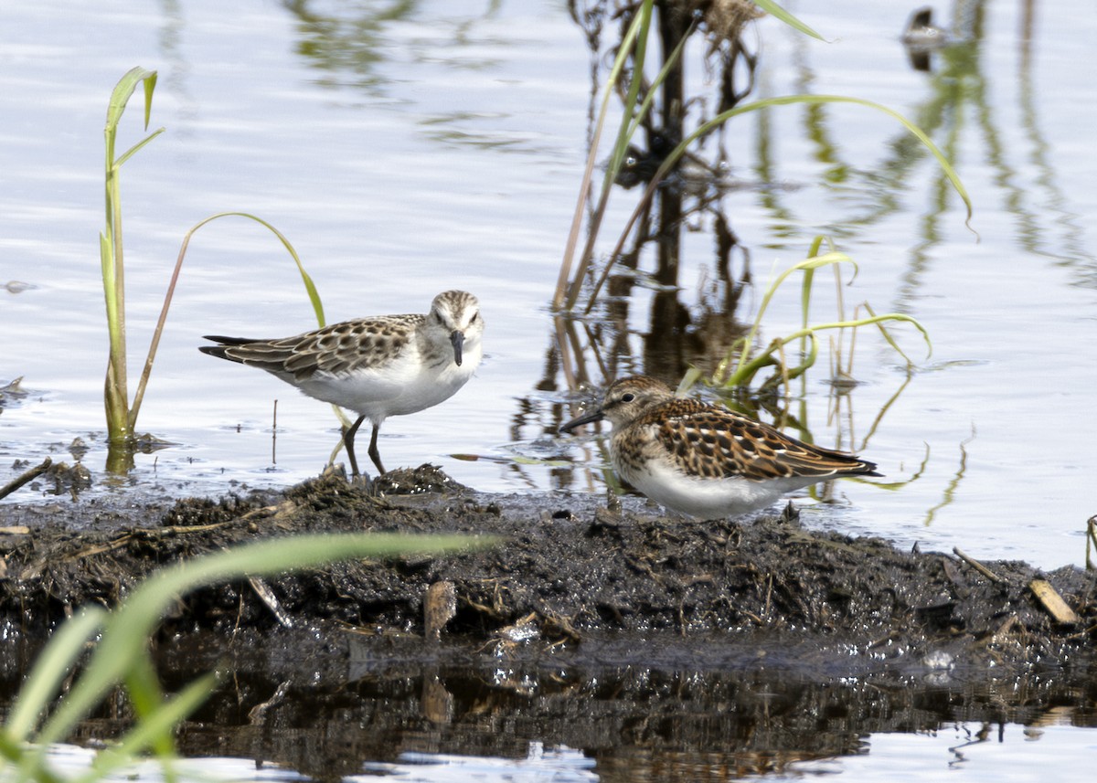 Baird's Sandpiper - ML640902530