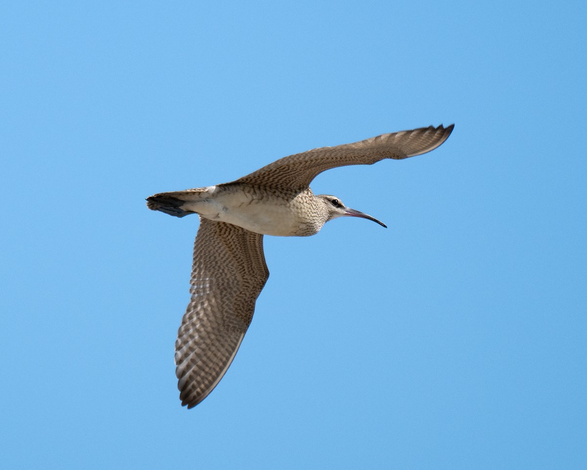 koliha hudsonská - ML640902558