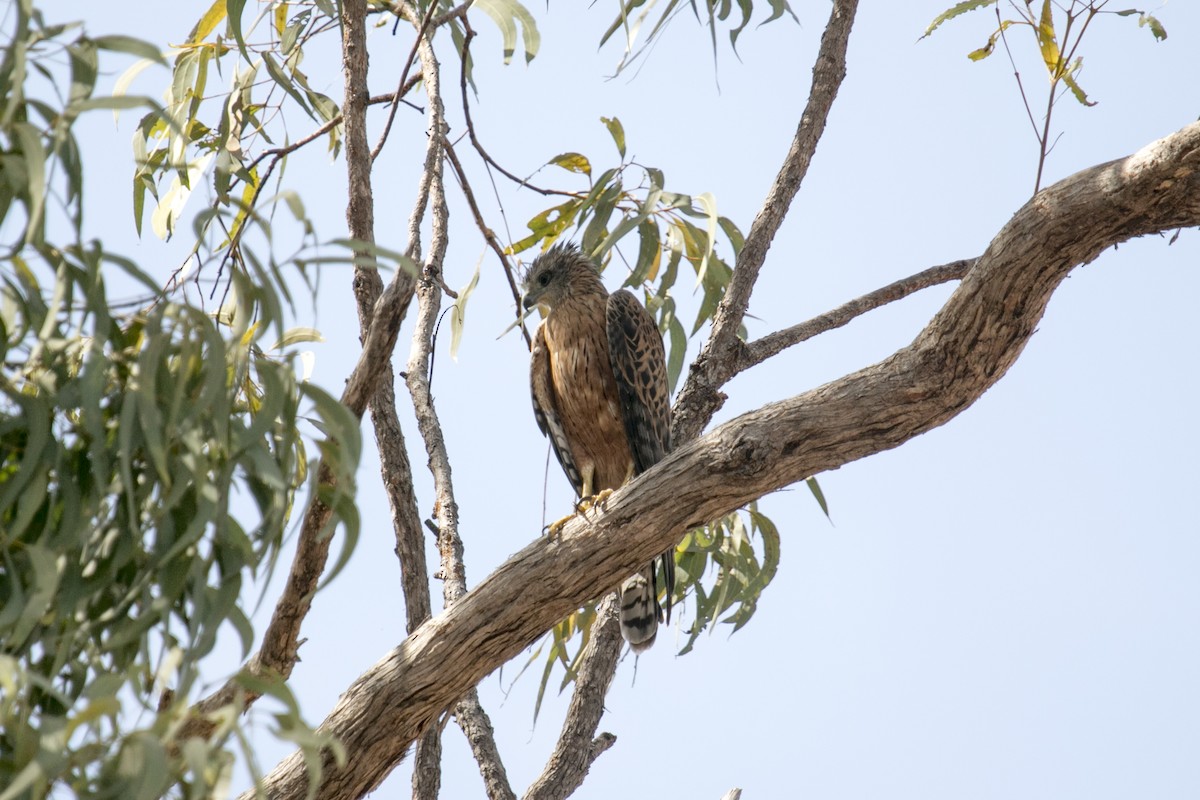 Red Goshawk - ML640902581