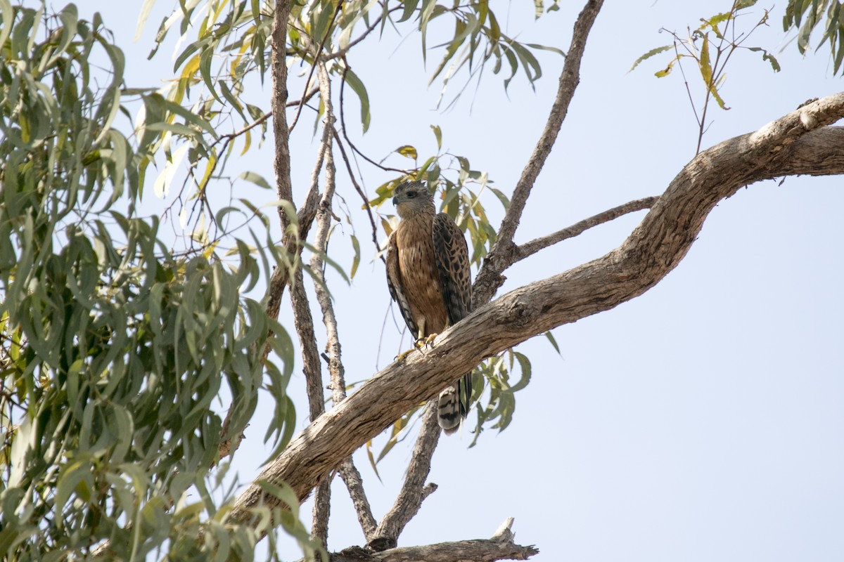Red Goshawk - ML640902582