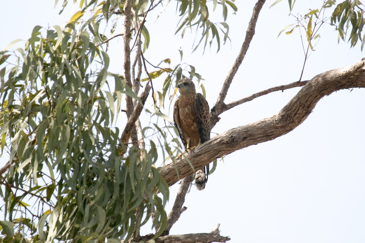 Red Goshawk - ML640902583