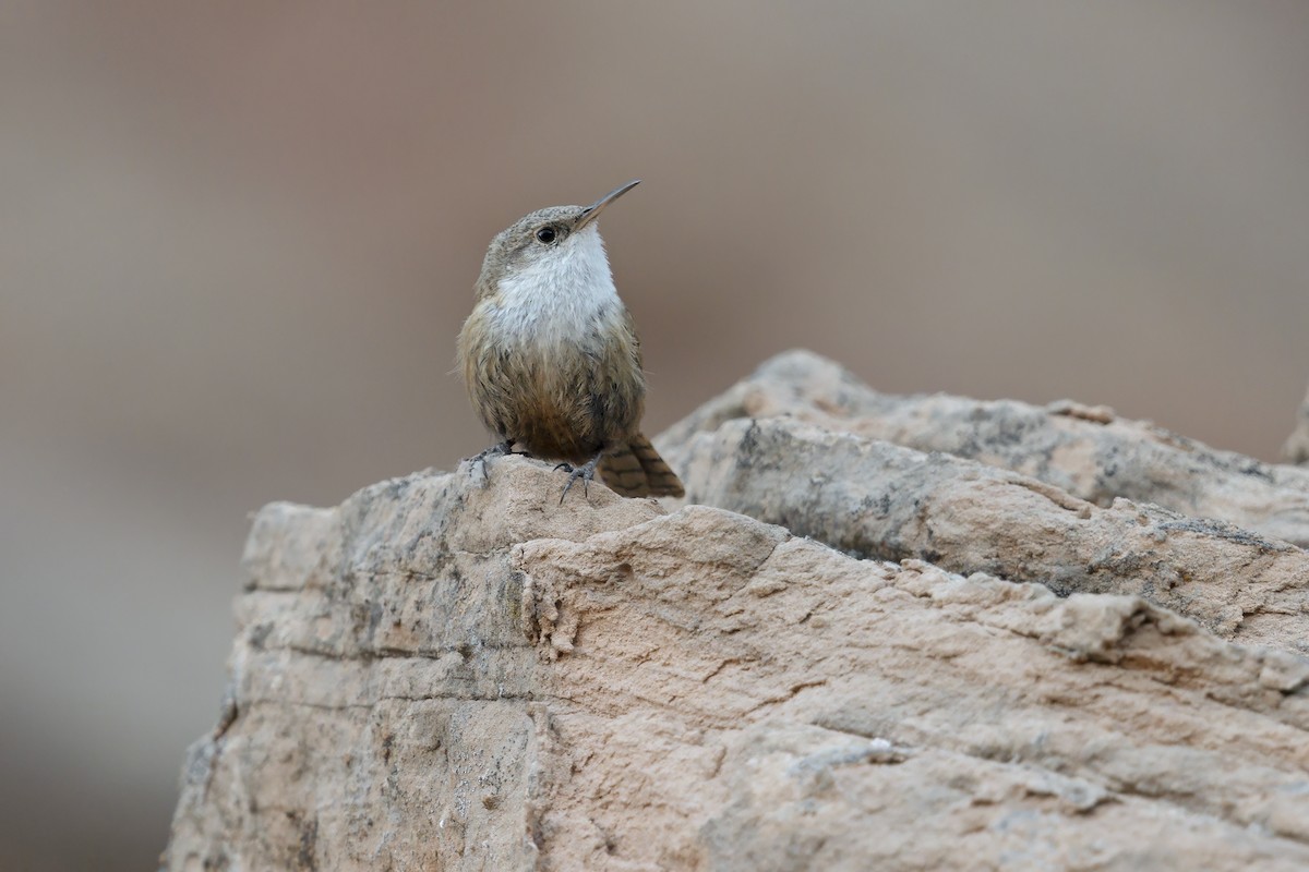 Canyon Wren - ML640902618