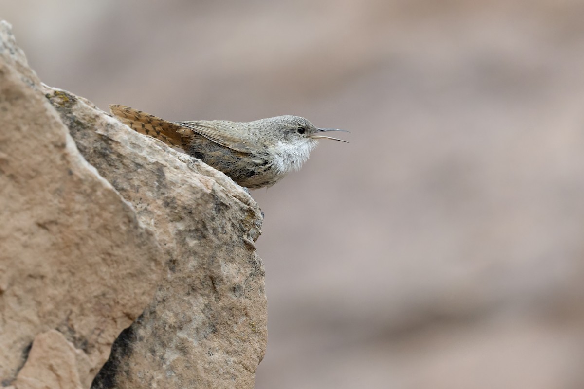 Canyon Wren - ML640902619