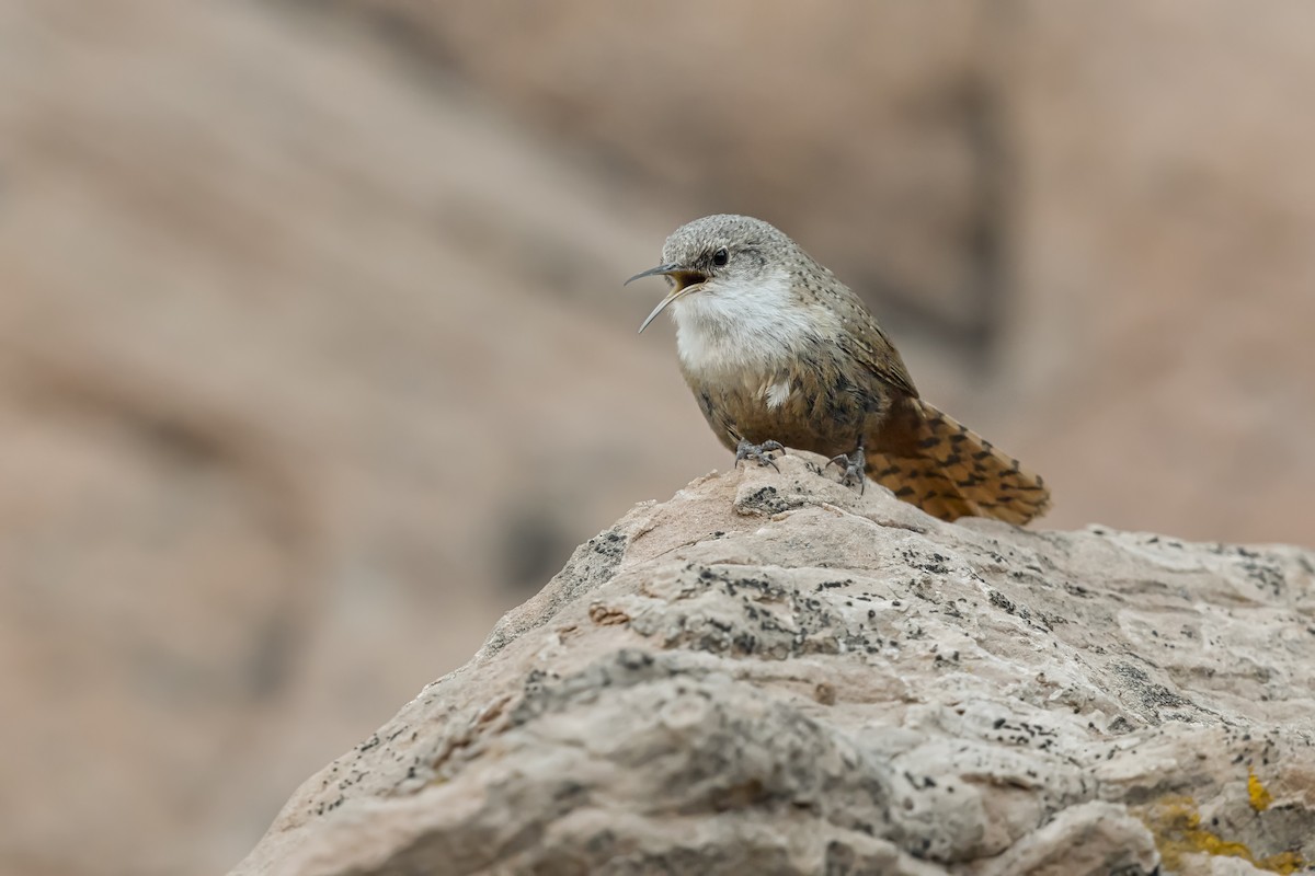 Canyon Wren - ML640902620