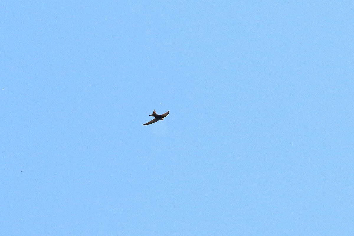 Хурын ураацай - ML640902685