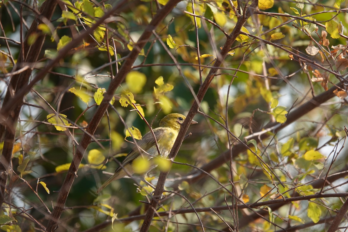 Lesser Masked-Weaver - ML640902690