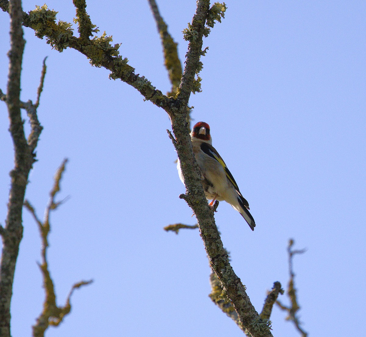 Бор бужирга - ML640902729