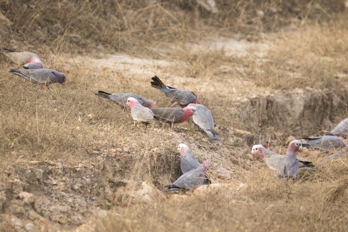 Rosakakadu - ML640902752