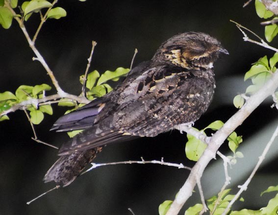 Andaman Nightjar - ML640902812