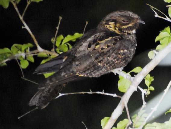 Andaman Nightjar - ML640902814