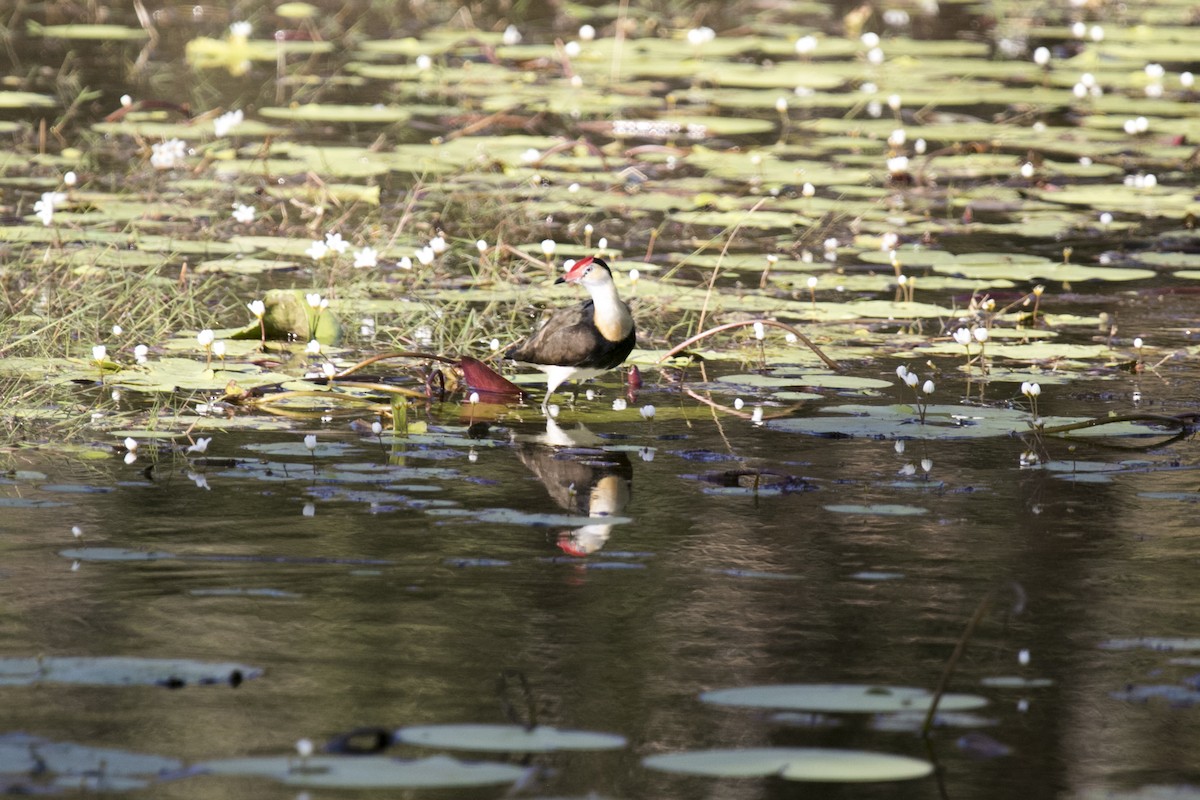 Comb-crested Jacana - ML640902845