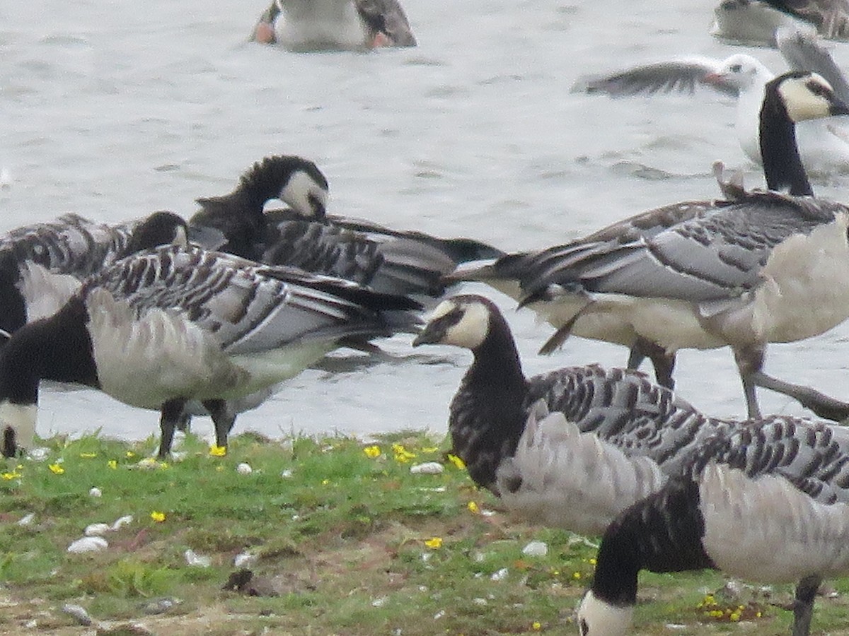 Branta musuzuria - ML640902881