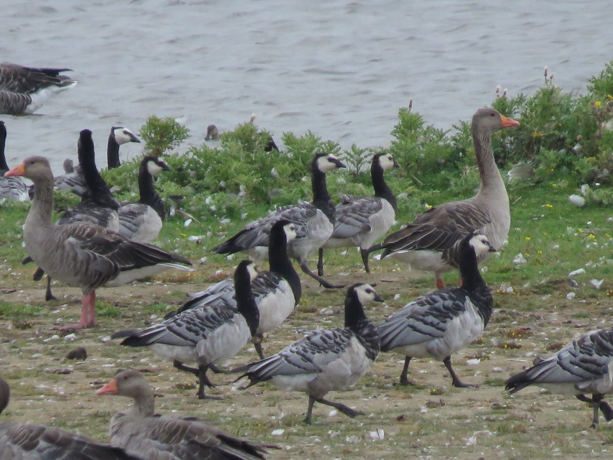 Branta musuzuria - ML640902882