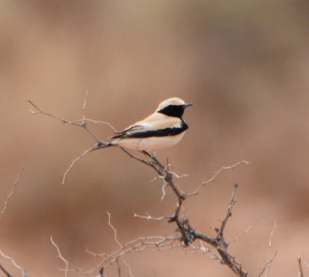 Desert Wheatear - ML640902942