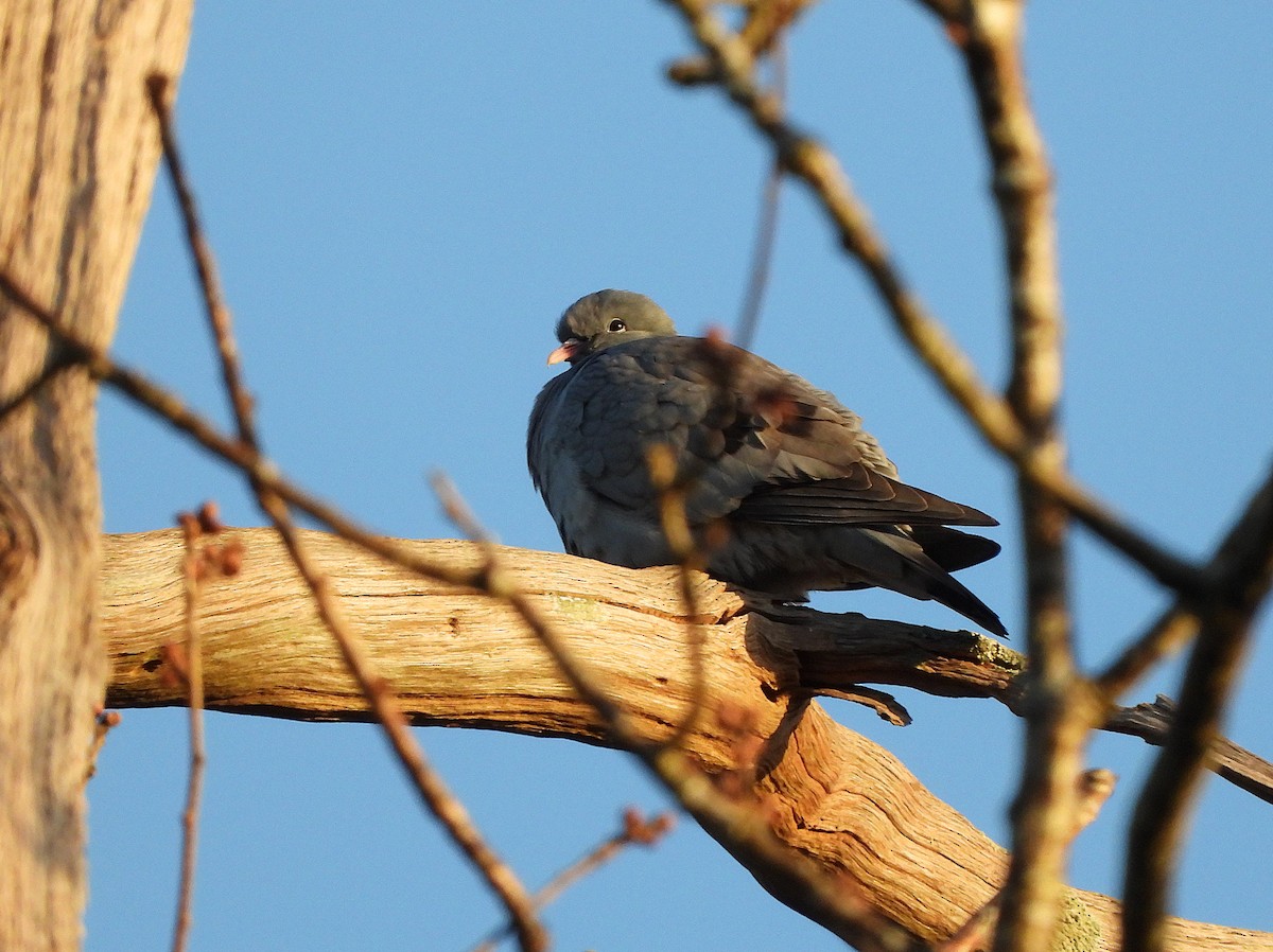 Хүнхэл тагтаа - ML640902971