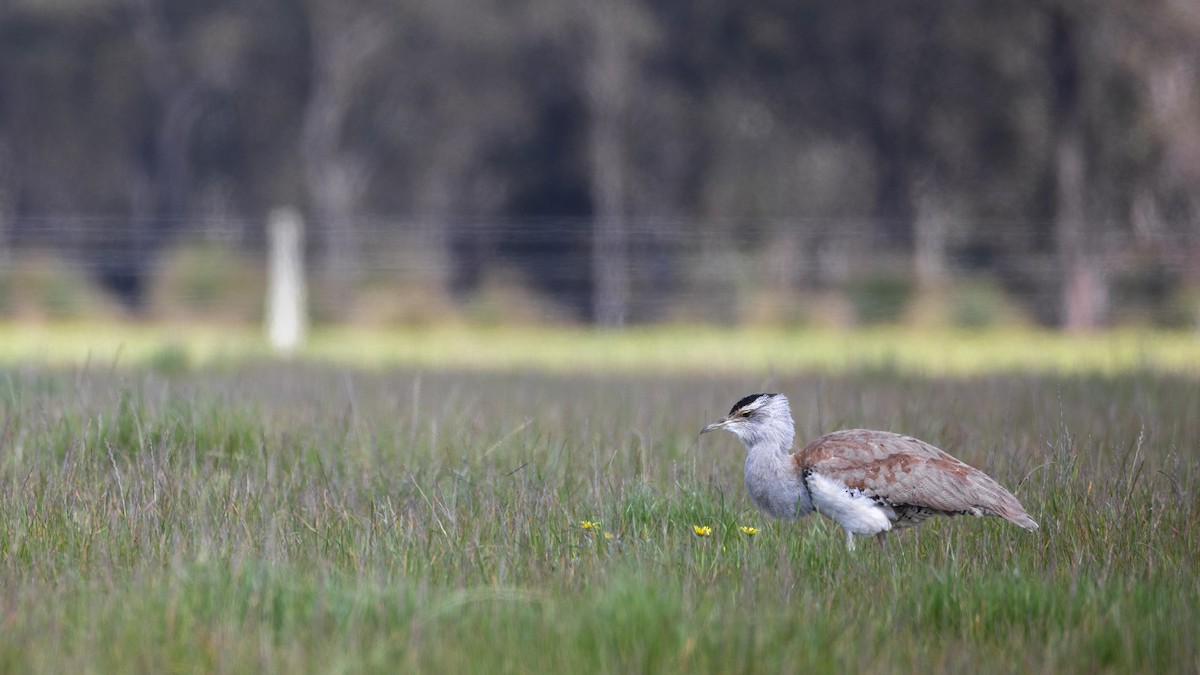 Australian Bustard - ML640902995