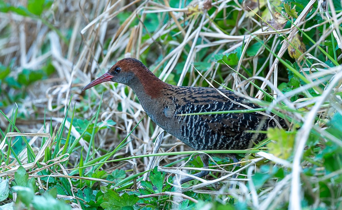 Lewin's Rail - ML640903008