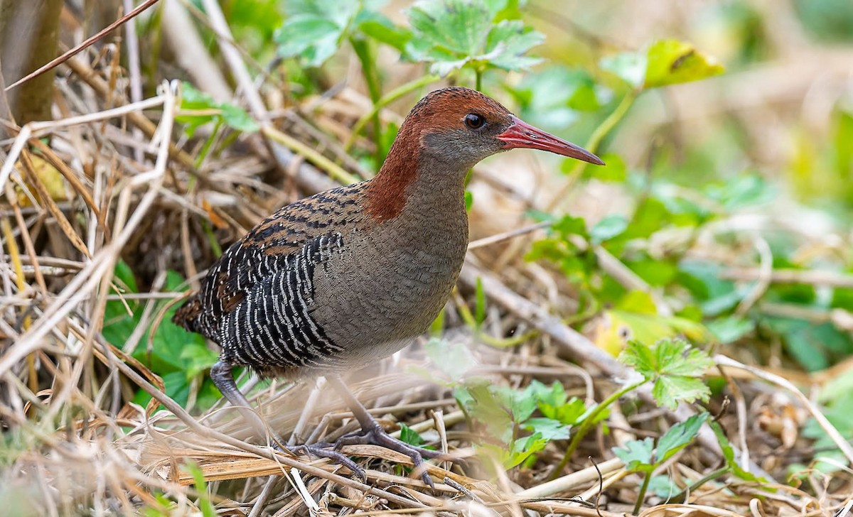 Lewin's Rail - ML640903009