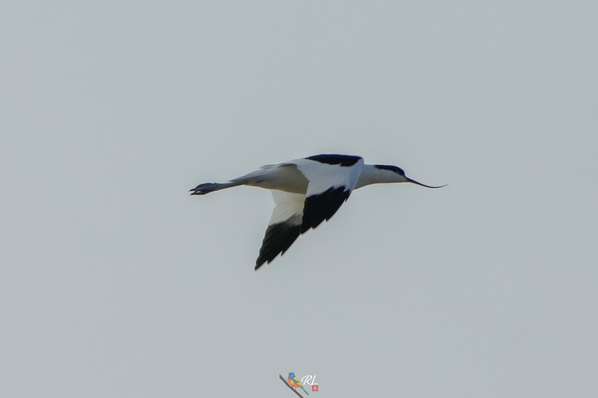 Pied Avocet - ML640903015