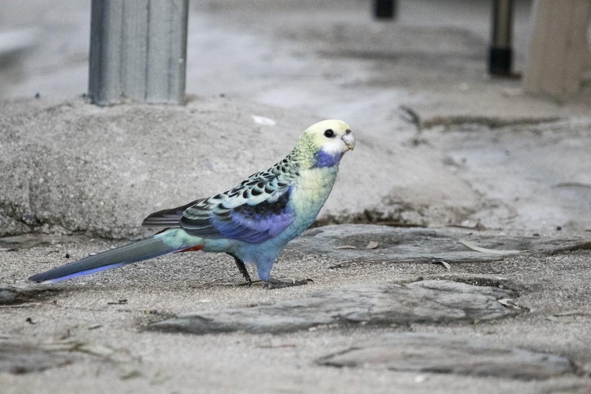 Pale-headed Rosella - ML640903047