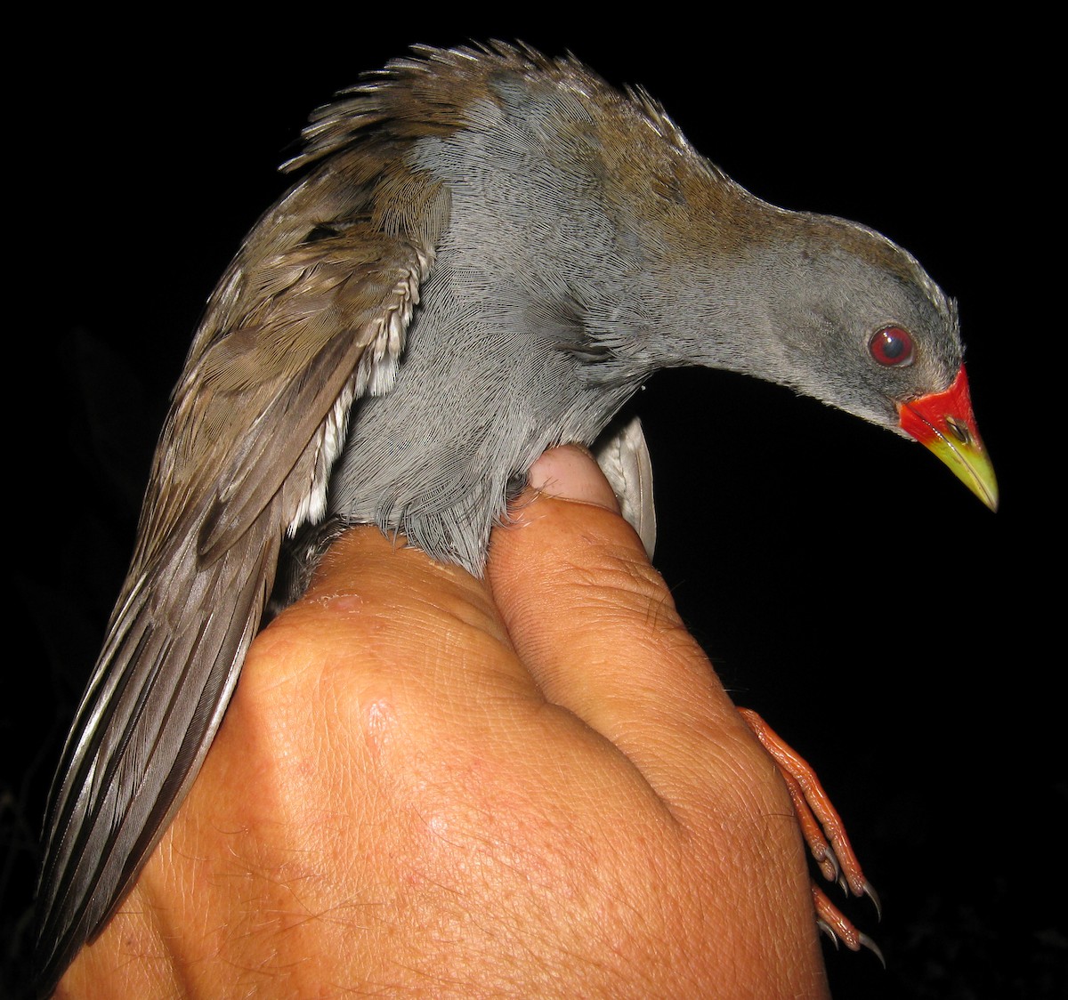 Râle à bec peint - ML640903083