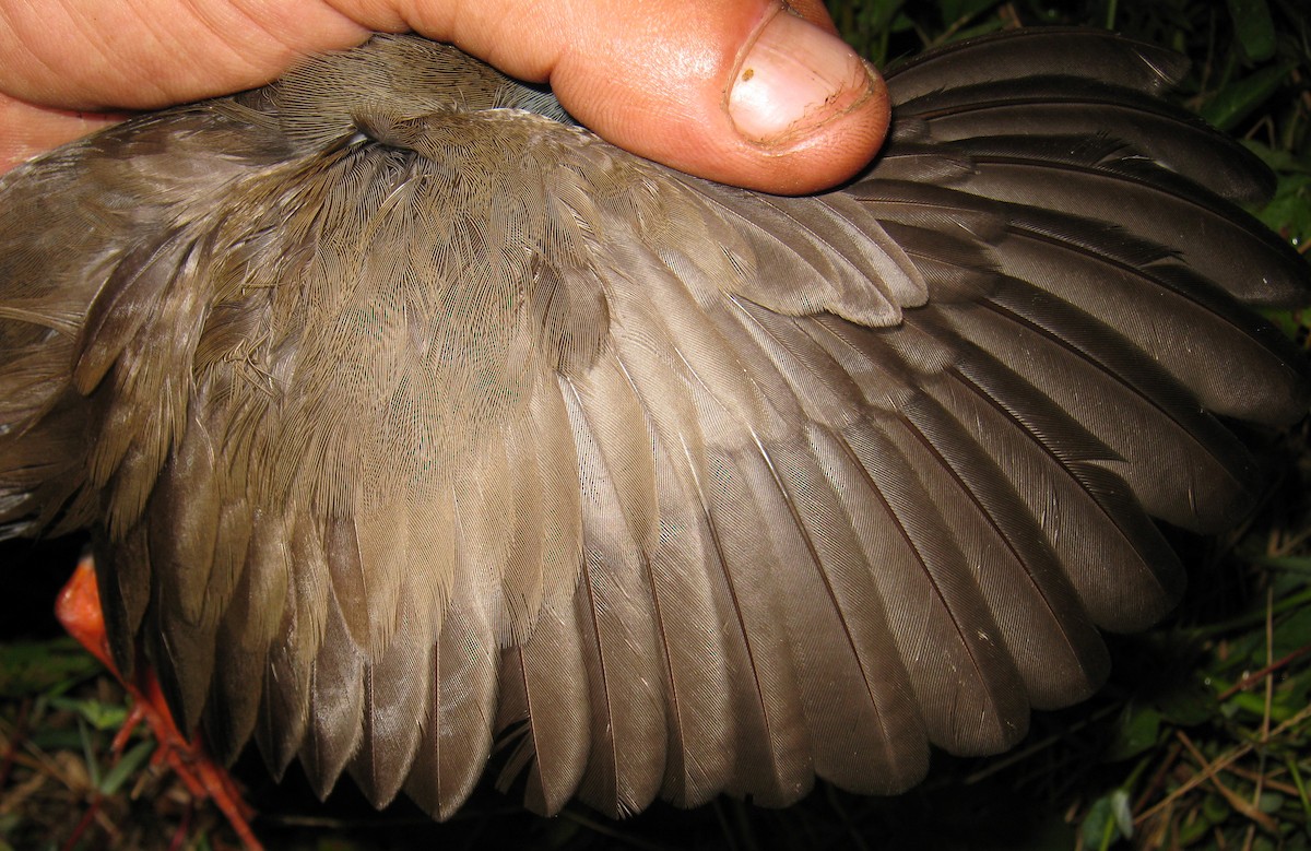 Râle à bec peint - ML640903091