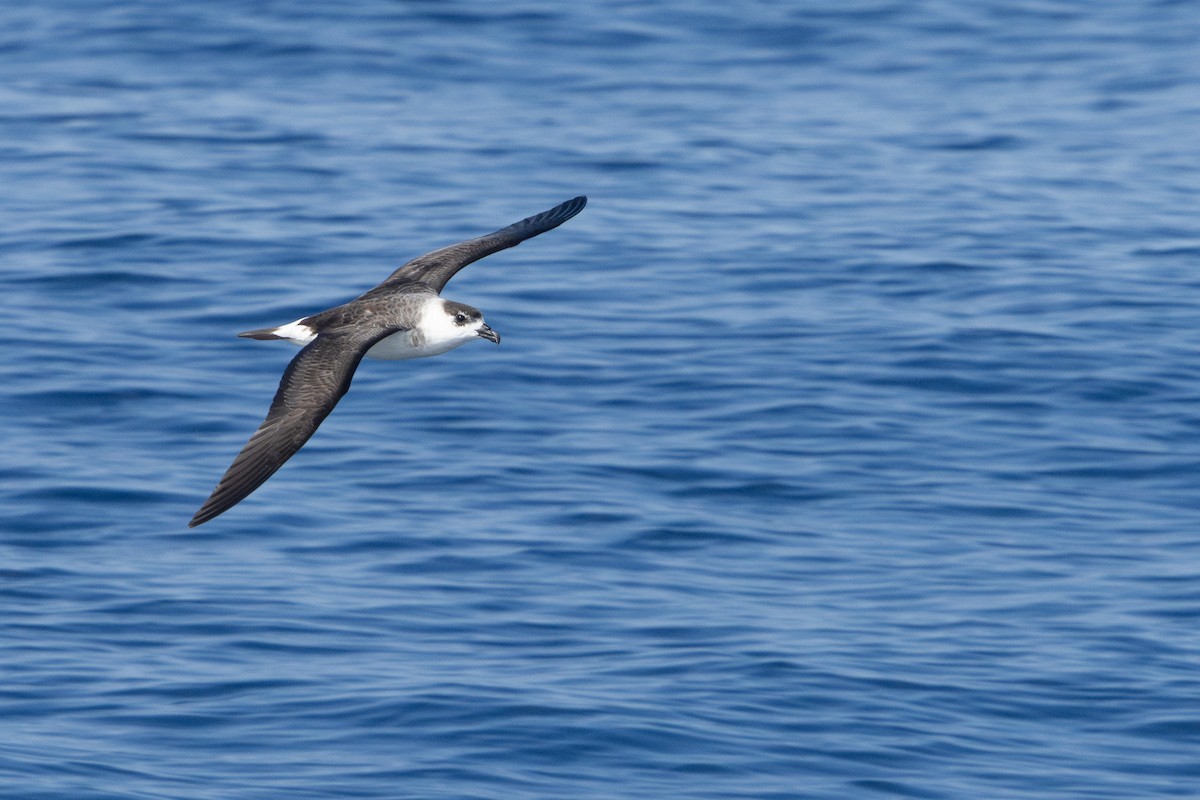 Black-capped Petrel (White-faced) - ML640903112