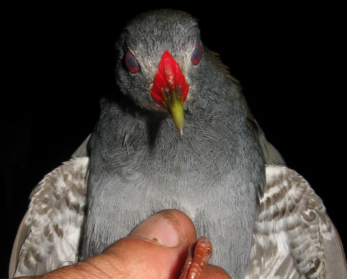 Râle à bec peint - ML640903114