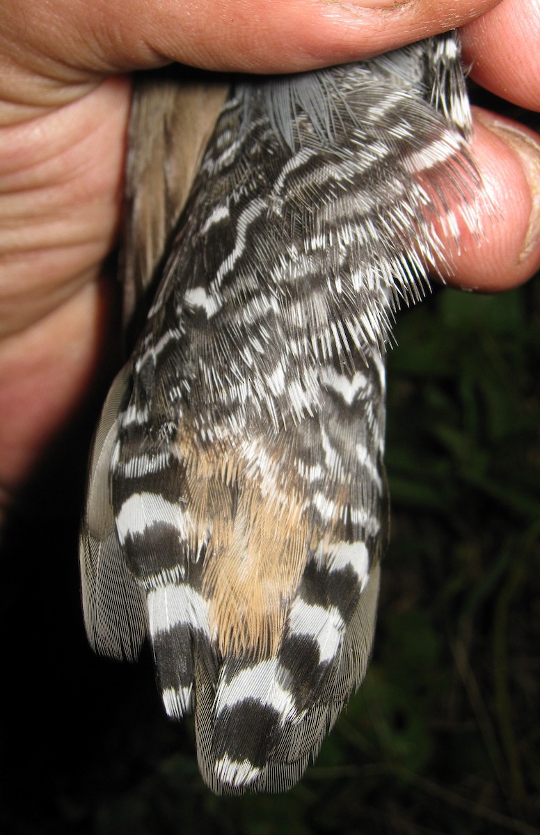 Râle à bec peint - ML640903116