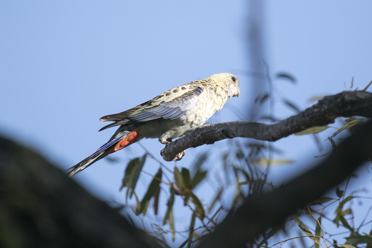 Pale-headed Rosella - ML640903182
