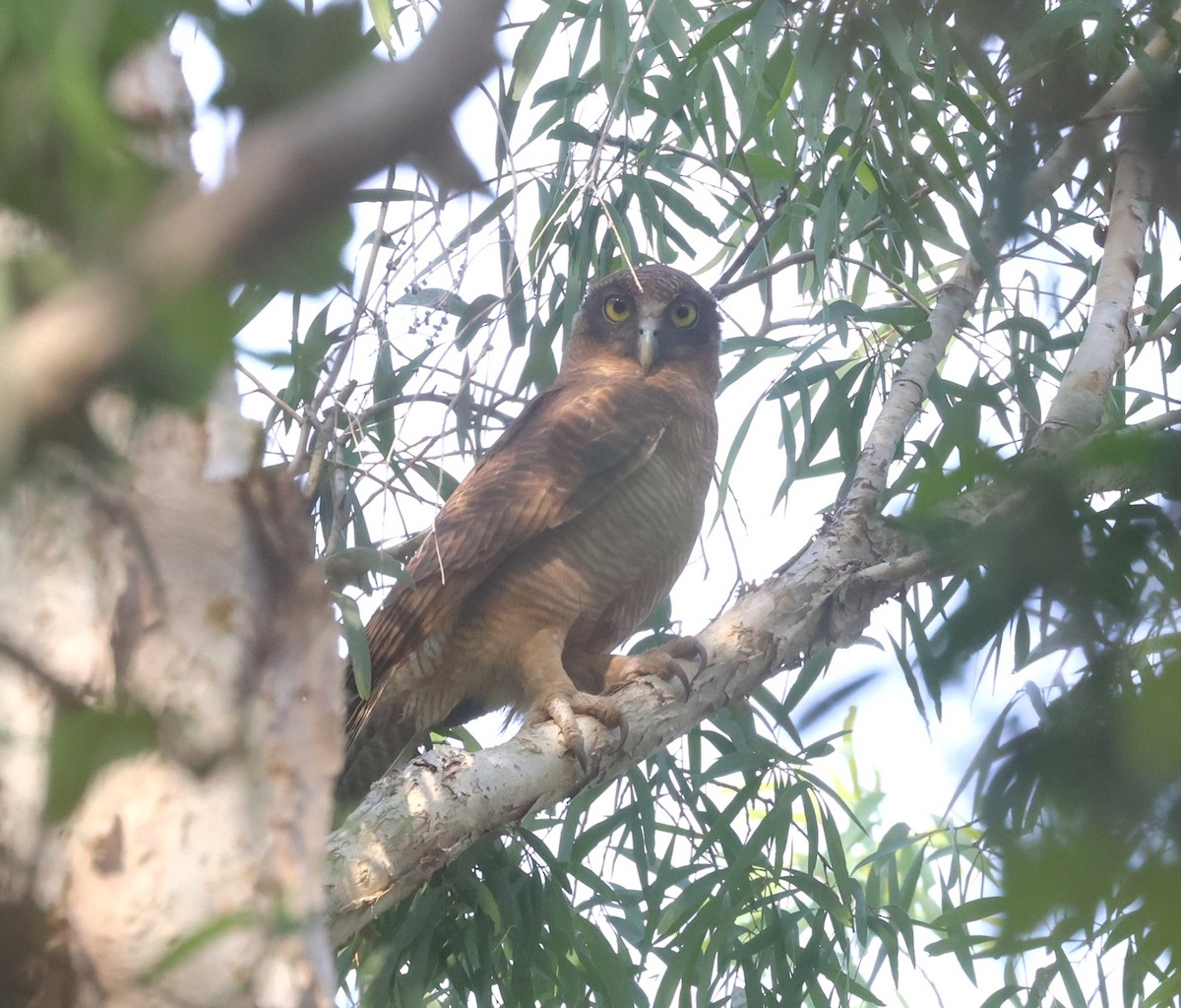 Rufous Owl - ML640903189