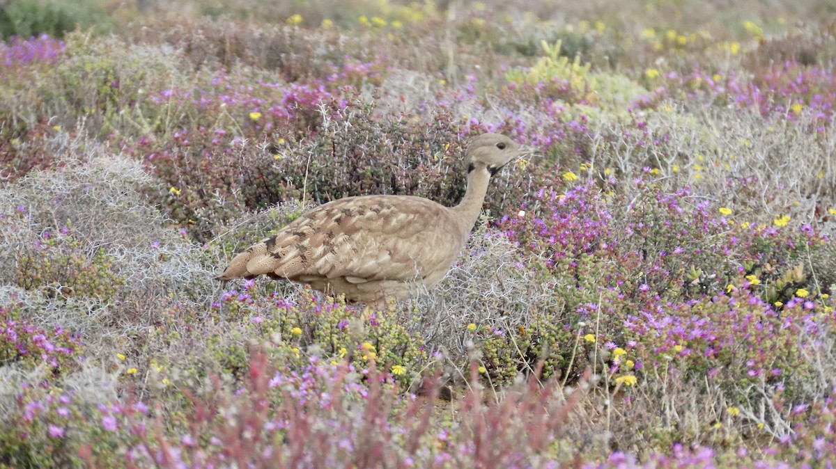 Karoo Bustard - ML640903210