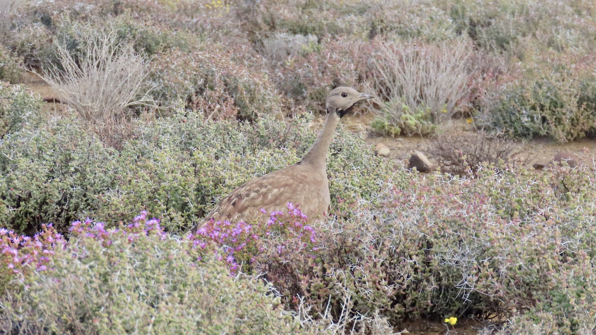 Karoo Bustard - ML640903218