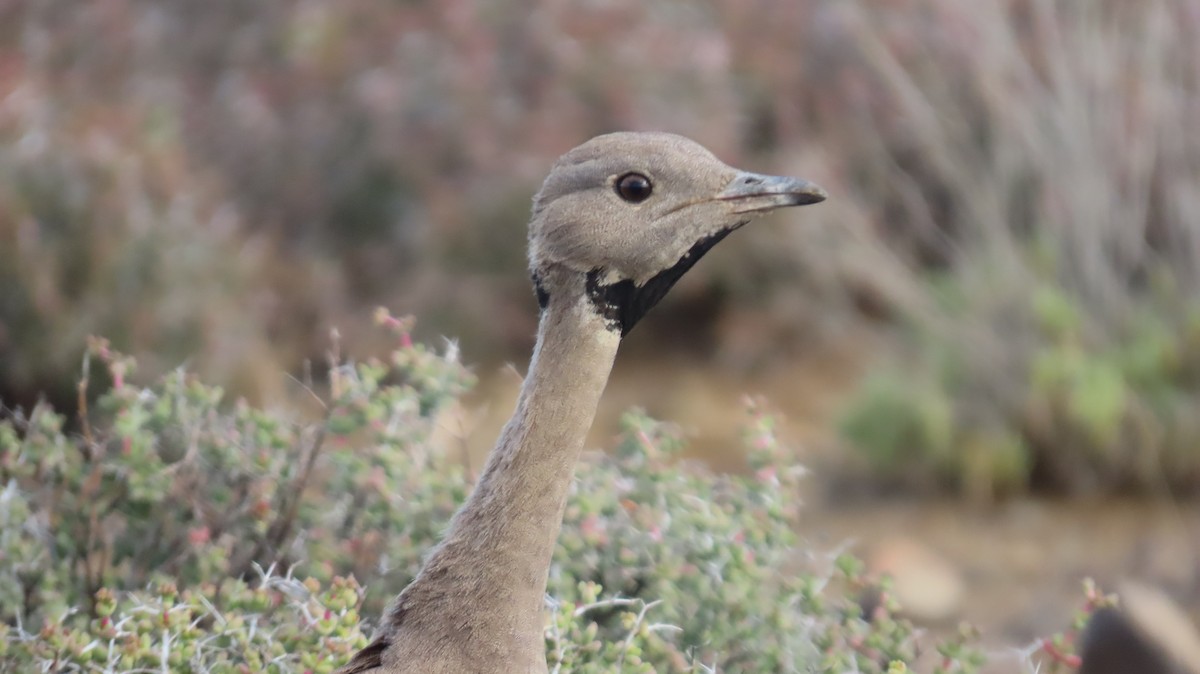 Karoo Bustard - ML640903220