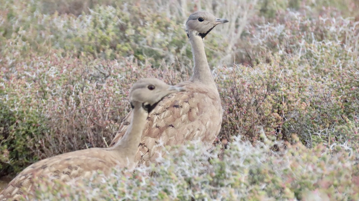 Karoo Bustard - ML640903227