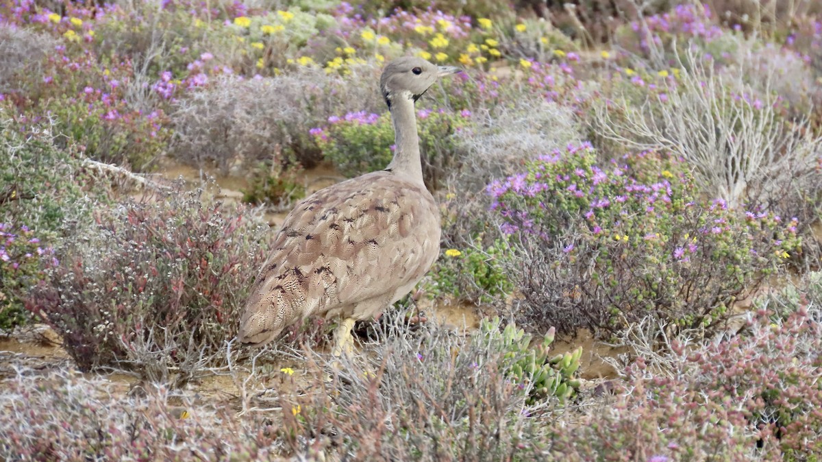 Karoo Bustard - ML640903233