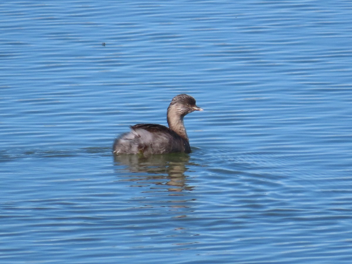 Hoary-headed Grebe - ML640903241