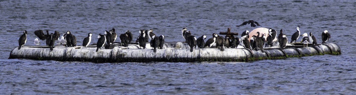 Black-faced Cormorant - ML640903249