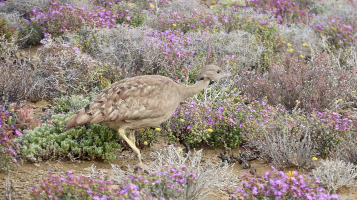 Karoo Bustard - ML640903251