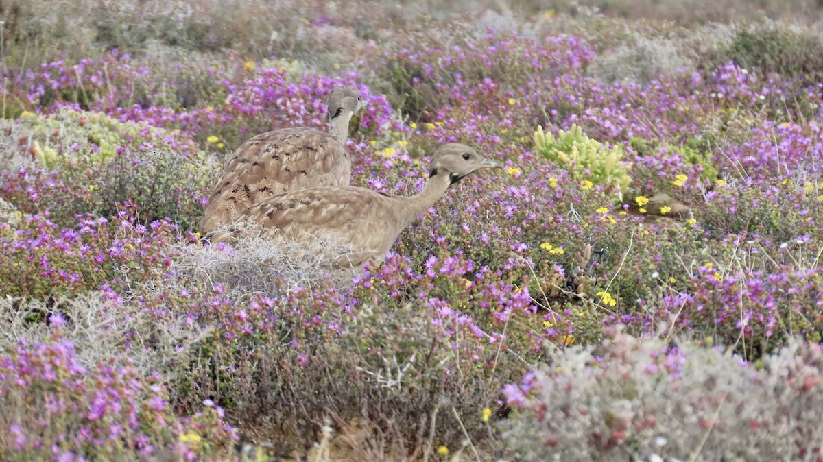 Karoo Bustard - ML640903271